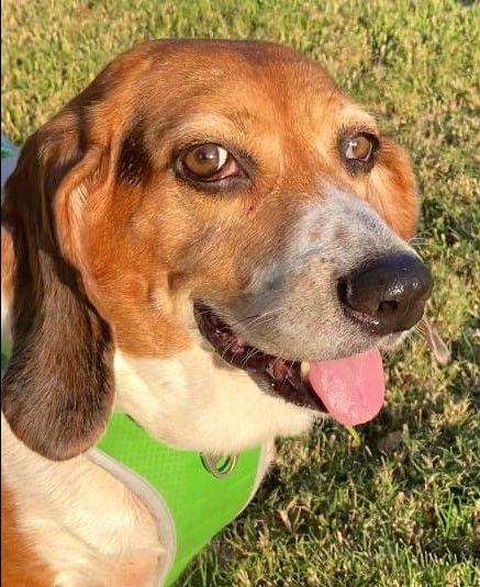 Luna III, Adoptable, Senior Female Beagle.