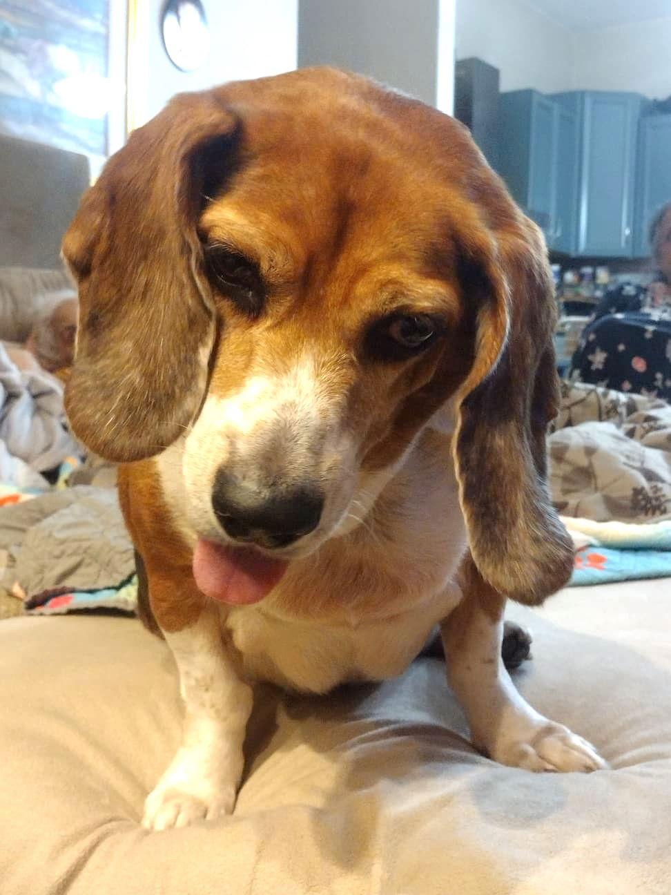 Enlarge Luna III, a Adoptable Beagle in Dunnellon, FL image 2/3