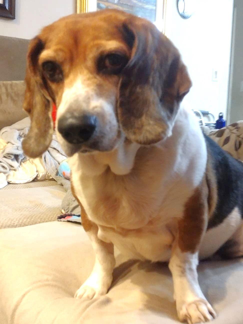 Enlarge Luna III, a Adoptable Beagle in Dunnellon, FL image 3/3