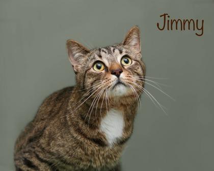 Jimmy, Adoptable, Adult Male Domestic Short Hair & Domestic Short Hair.