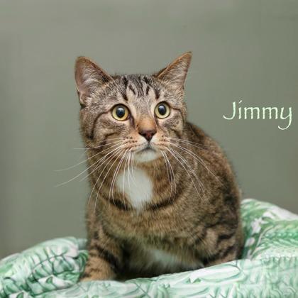 Enlarge Jimmy, a Adoptable mixed breed in Parma, OH image 2/2