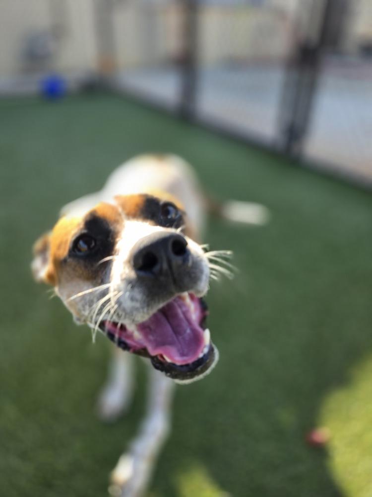 Enlarge 7643 Sunflower, a Adoptable mixed breed in Hartwell, GA image 1/5