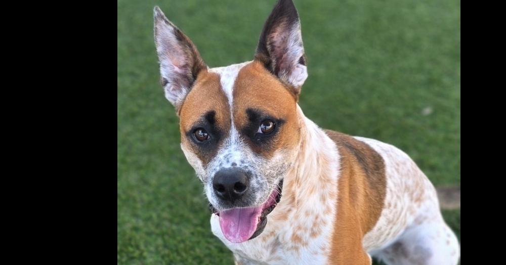 Enlarge 7643 Sunflower, a Adoptable mixed breed in Hartwell, GA image 2/5