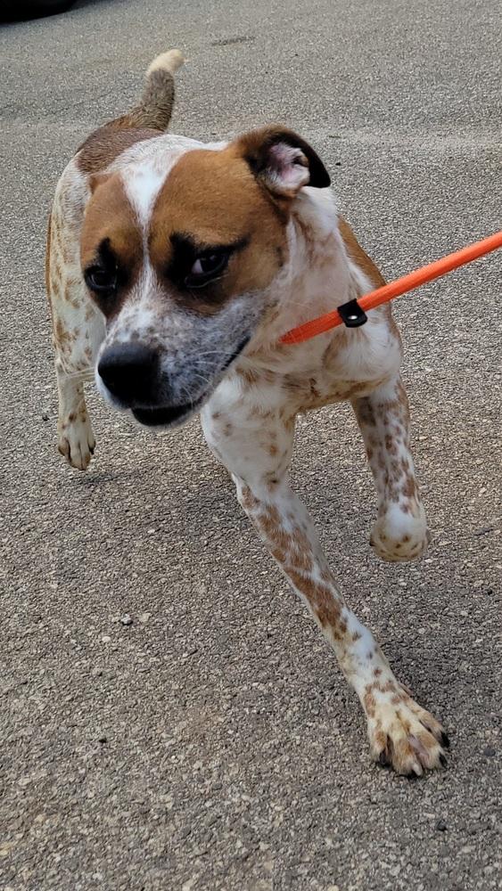 Enlarge 7643 Sunflower, a Adoptable mixed breed in Hartwell, GA image 3/5