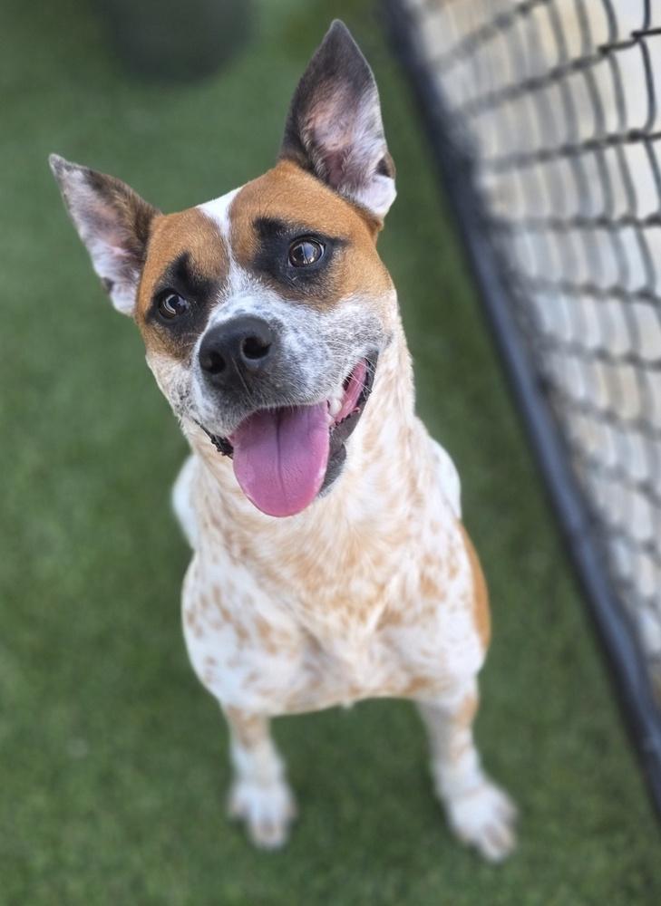 Enlarge 7643 Sunflower, a Adoptable mixed breed in Hartwell, GA image 4/5