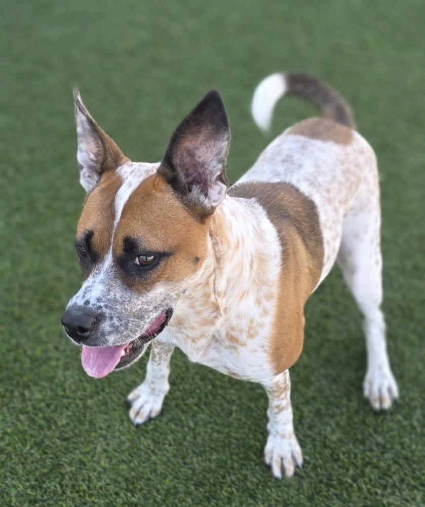 Enlarge 7643 Sunflower, a Adoptable mixed breed in Hartwell, GA image 5/5