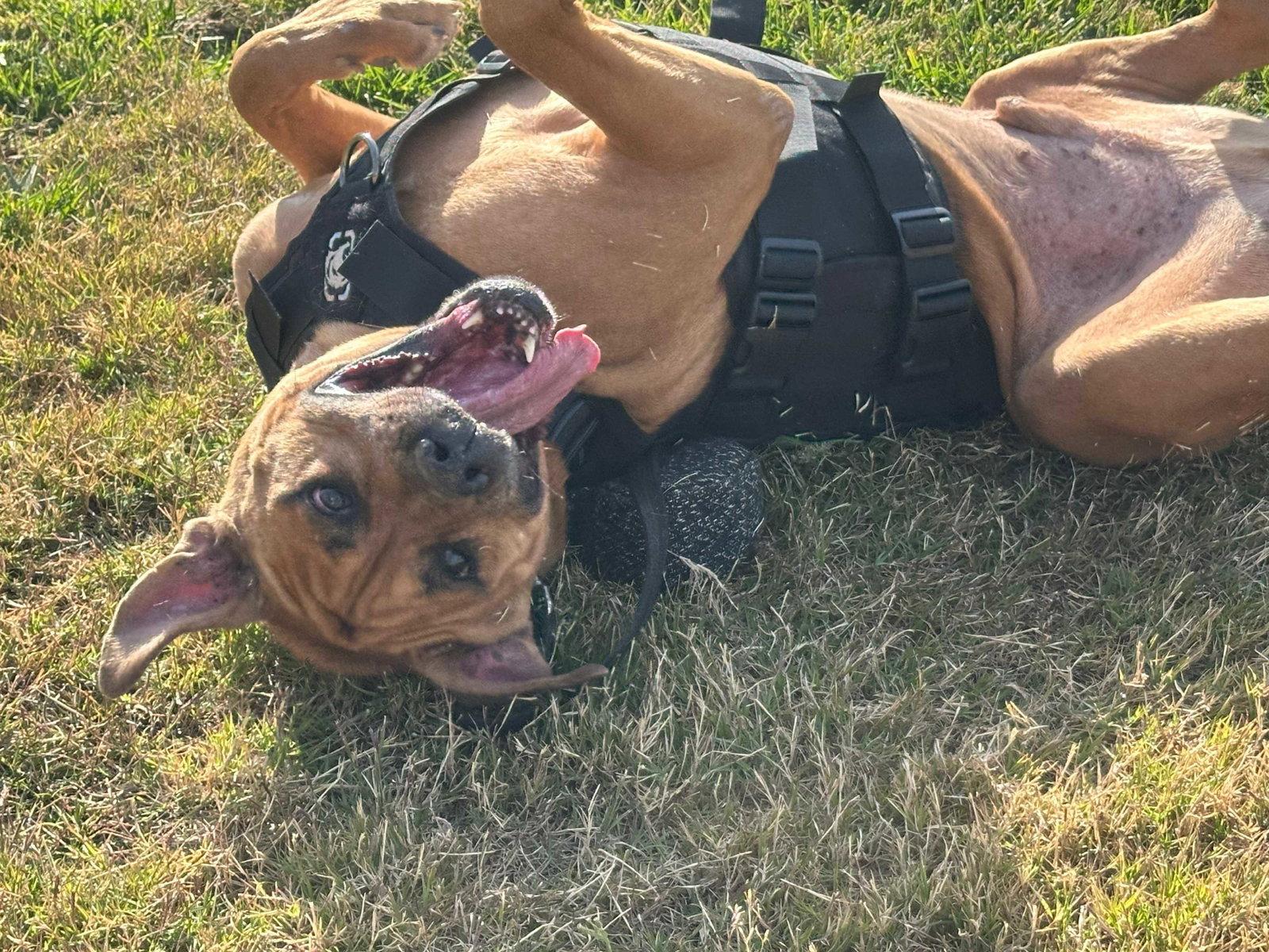 Cjay, Adoptable, Young Male Pit Bull Terrier.