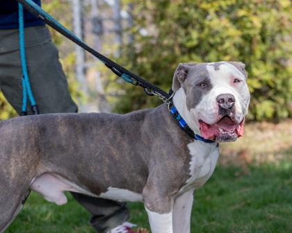 BRUNO, Adoptable, Adult Male Pit Bull Terrier & Mixed Breed.