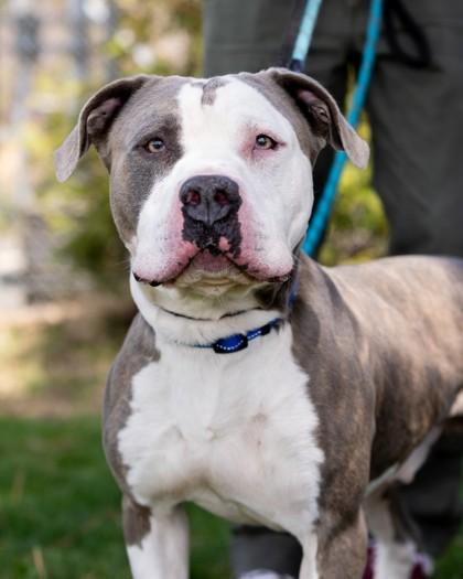 BRUNO, a Adoptable mixed breed in Hamilton, NJ image 2/3
