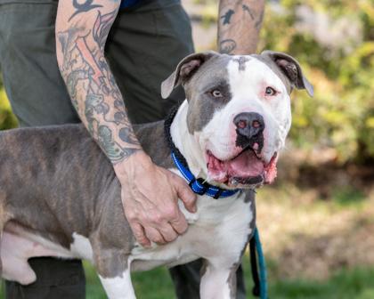 BRUNO, a Adoptable mixed breed in Hamilton, NJ image 3/3