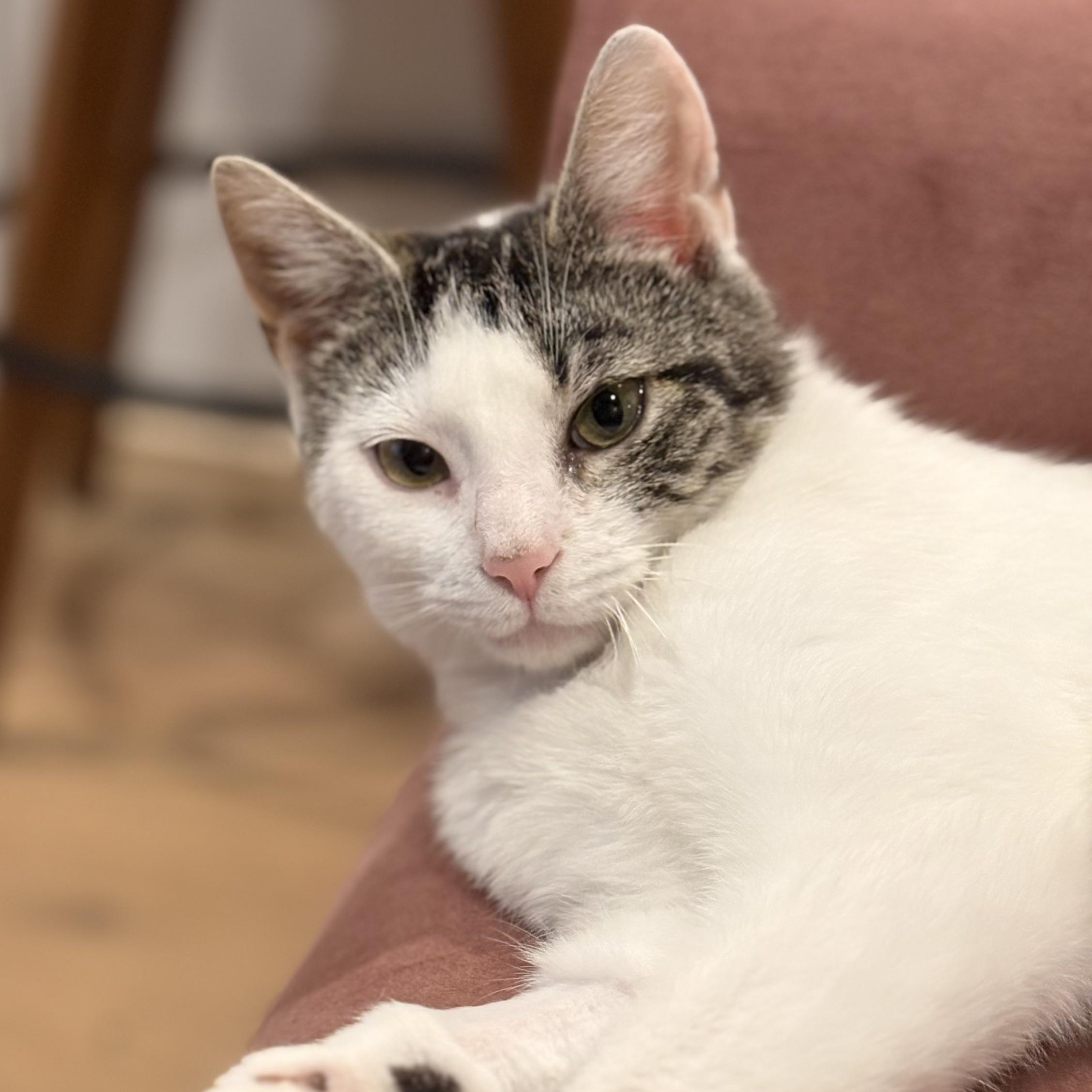 Georgia, Adoptable, Young Female Tabby & Domestic Short Hair.