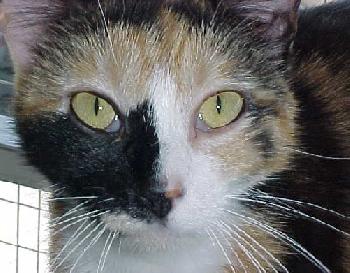 Enlarge Mouse Patrol, a Adoptable Domestic Short Hair in Longview, WA image 1/6