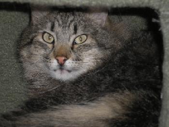 Enlarge Mouse Patrol, a Adoptable Domestic Short Hair in Longview, WA image 2/6