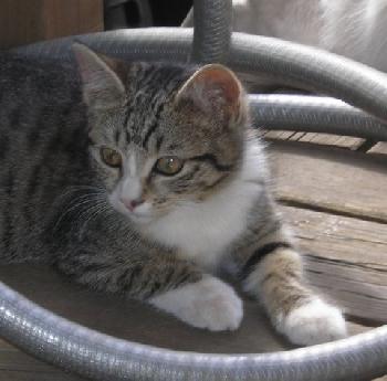 Enlarge Mouse Patrol, a Adoptable Domestic Short Hair in Longview, WA image 3/6