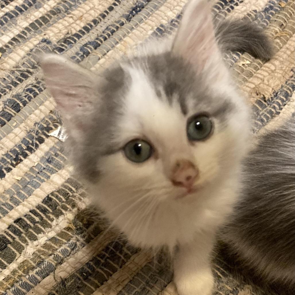 Enlarge Benny Dyal-JS, a Adoptable Domestic Short Hair in Tallahassee, FL image 1/6