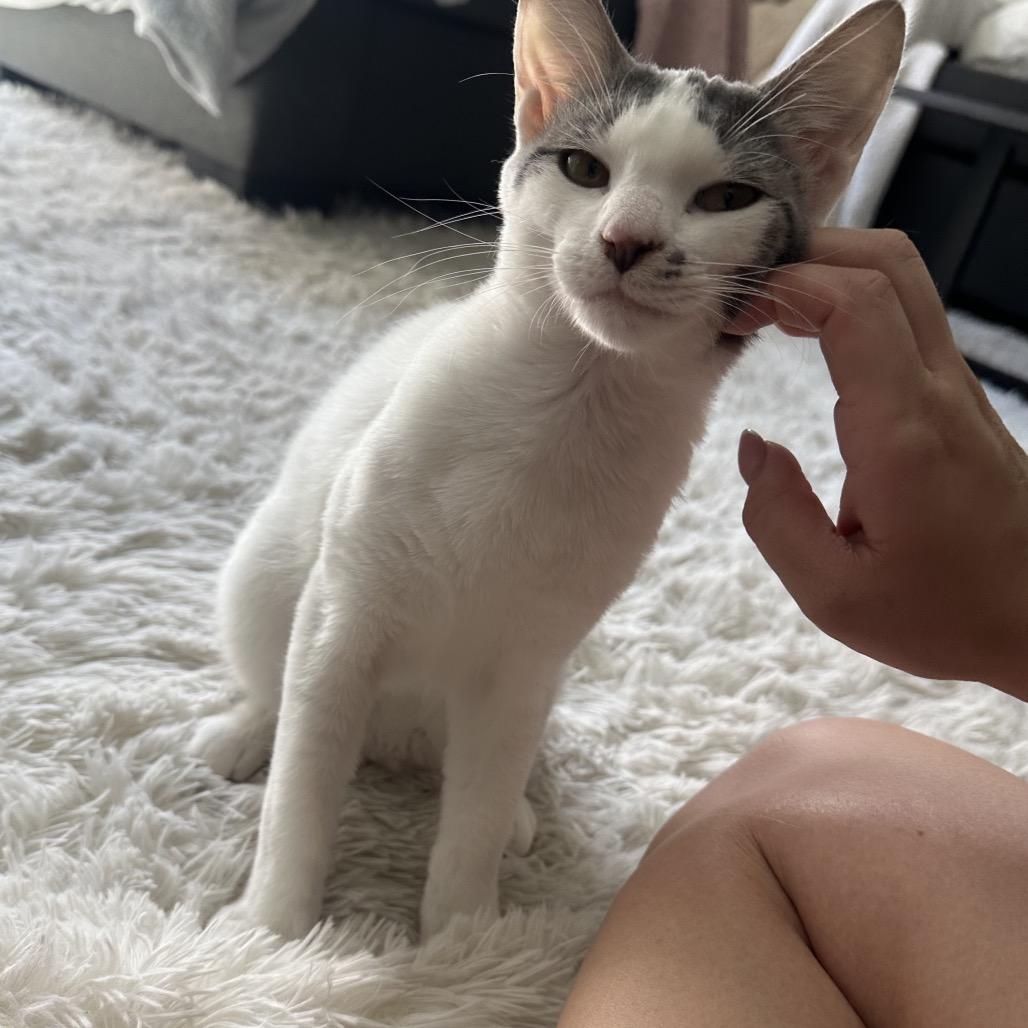 Enlarge Benny Dyal-JS, a Adoptable Domestic Short Hair in Tallahassee, FL image 2/6