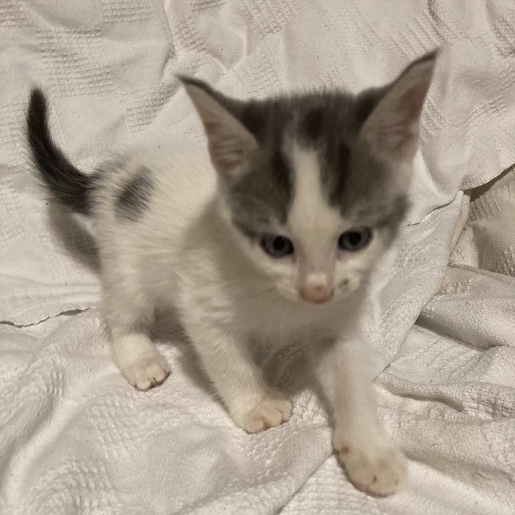 Enlarge Benny Dyal-JS, a Adoptable Domestic Short Hair in Tallahassee, FL image 3/6