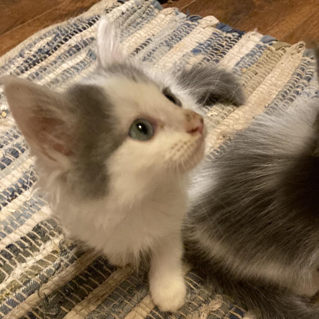 Enlarge Benny Dyal-JS, a Adoptable Domestic Short Hair in Tallahassee, FL image 4/6