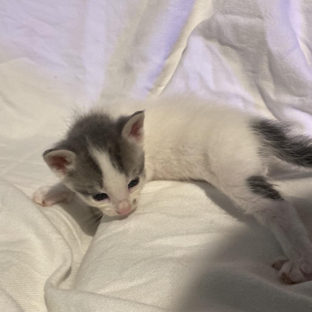 Enlarge Benny Dyal-JS, a Adoptable Domestic Short Hair in Tallahassee, FL image 5/6