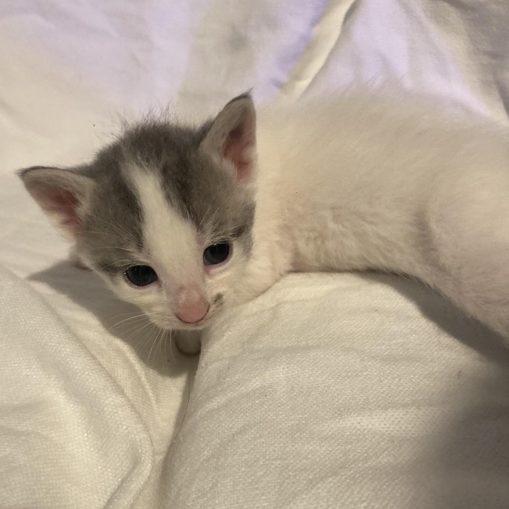 Enlarge Benny Dyal-JS, a Adoptable Domestic Short Hair in Tallahassee, FL image 6/6