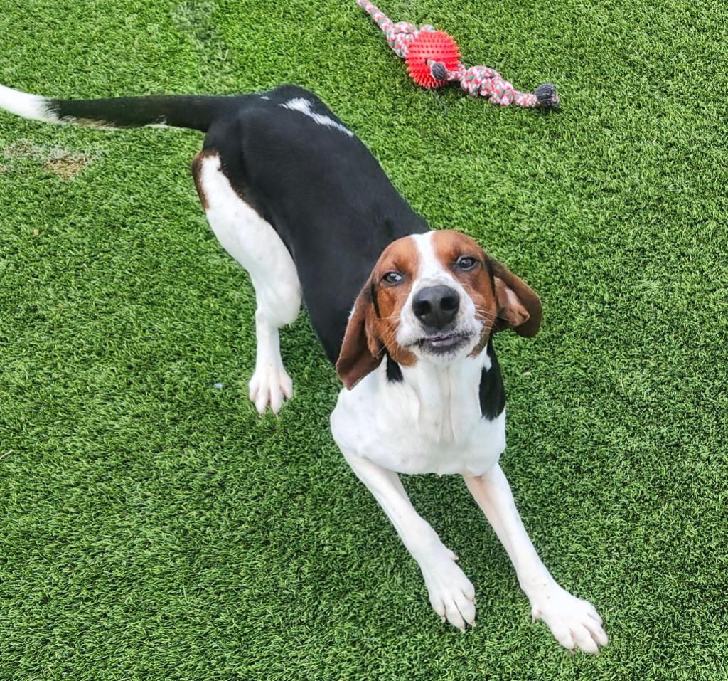 Enlarge Webber, a ADOPTABLE Hound in Frankfort, KY image 3/5