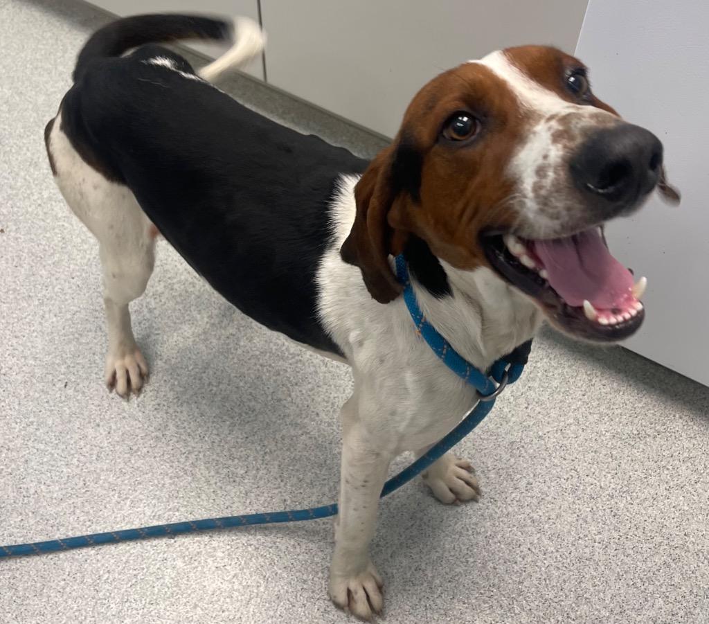 Enlarge Webber, a ADOPTABLE Hound in Frankfort, KY image 4/5