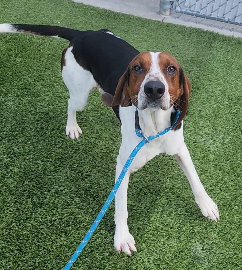 Enlarge Webber, a ADOPTABLE Hound in Frankfort, KY image 1/5