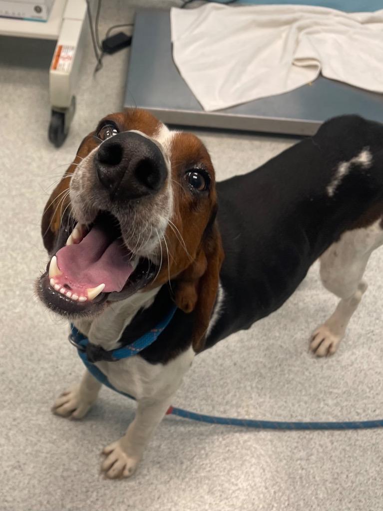 Enlarge Webber, a ADOPTABLE Hound in Frankfort, KY image 5/5