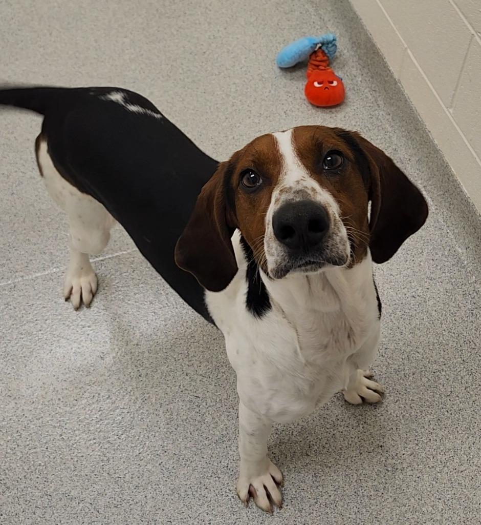 Enlarge Webber, a ADOPTABLE Hound in Frankfort, KY image 2/5