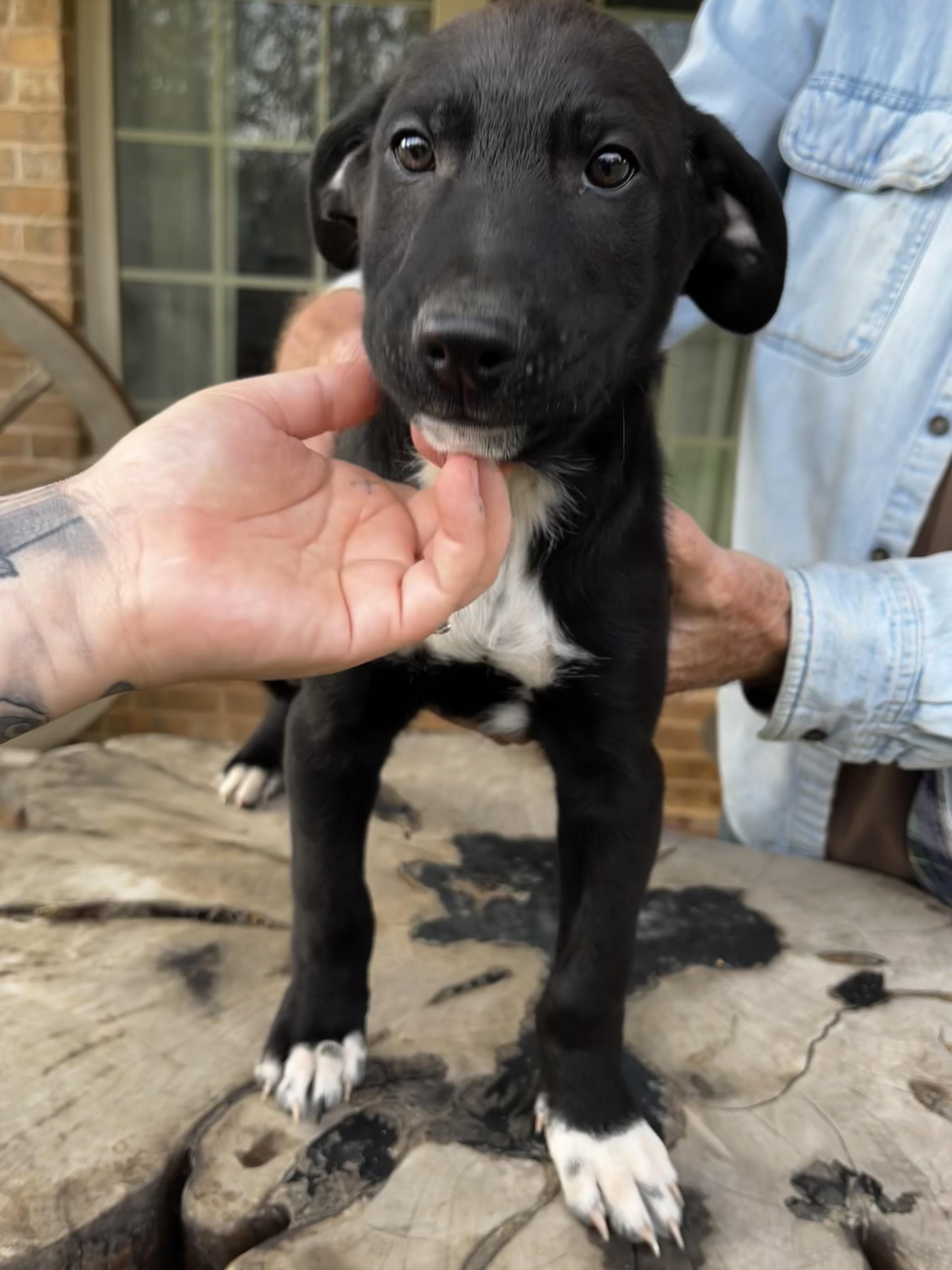 Blitzen, a Adopted Border Collie in Pottsboro, TX image 5/6