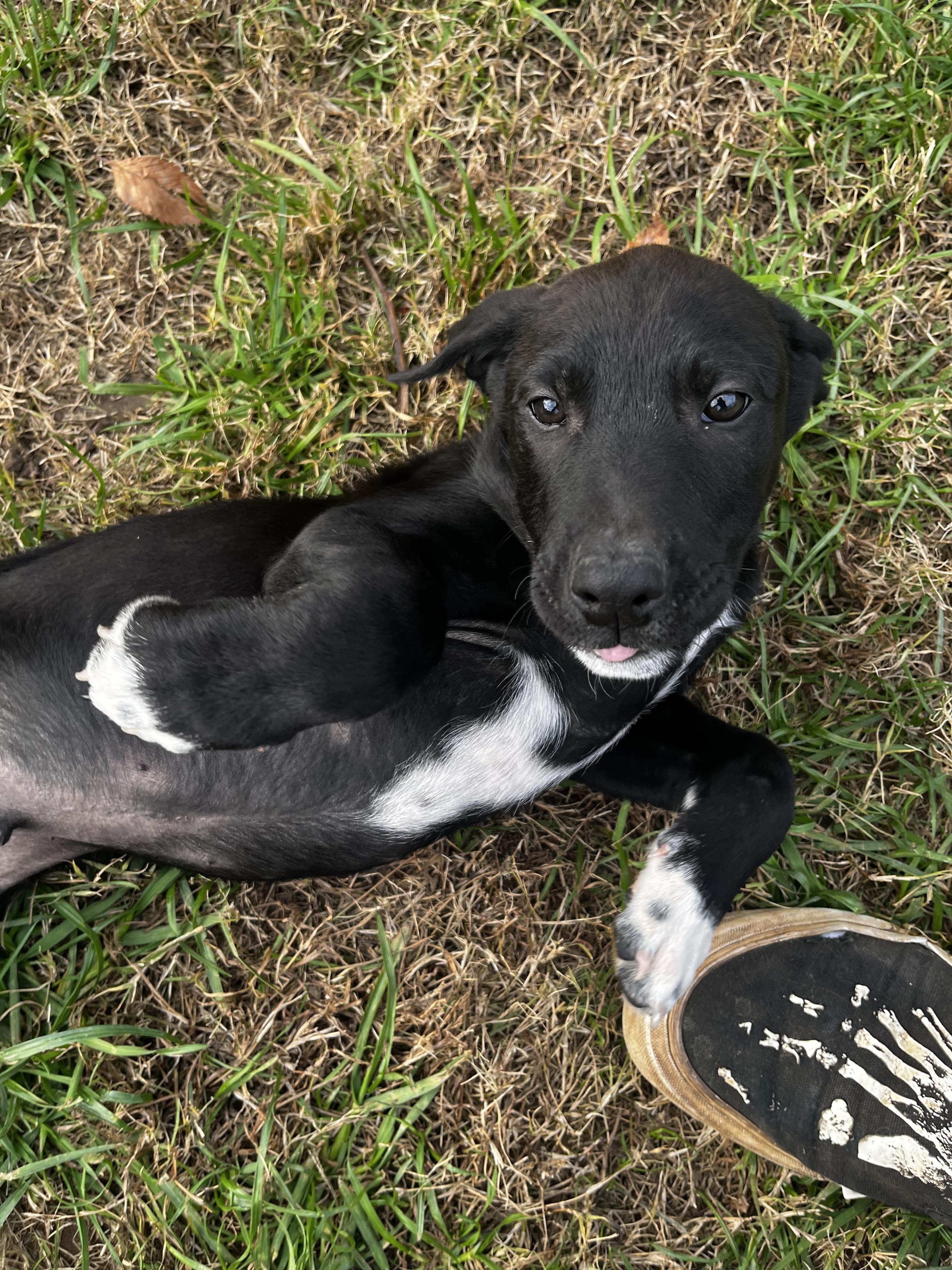 Blitzen, a Adopted Border Collie in Pottsboro, TX image 6/6