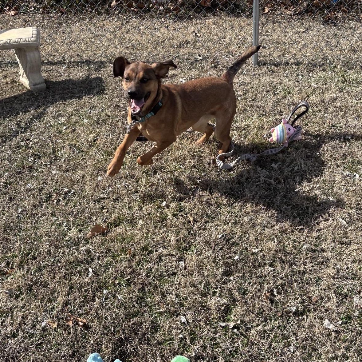 Enlarge Libby, a ADOPTABLE mixed breed in Glenpool, OK image 3/3