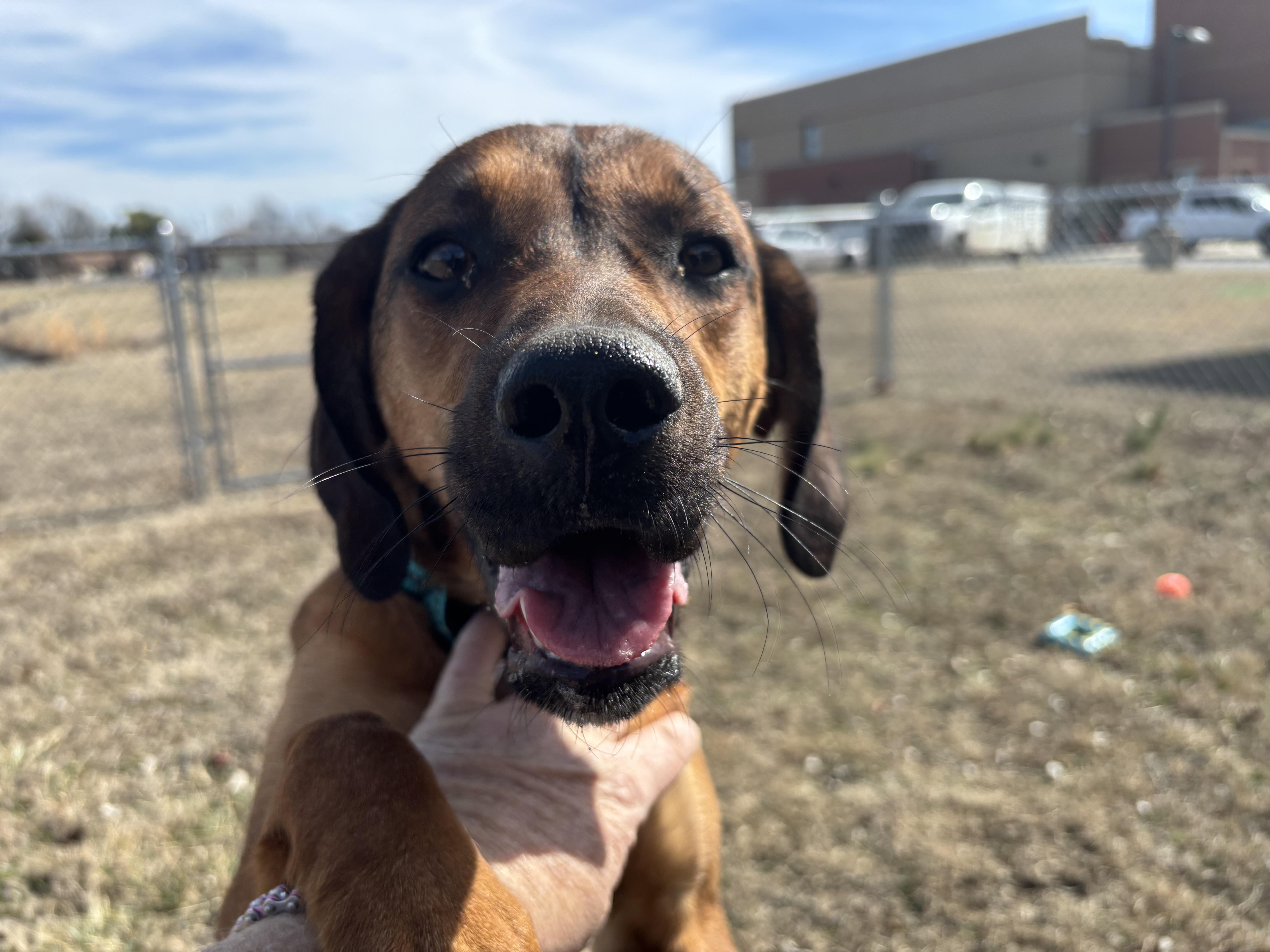 Enlarge Libby, a ADOPTABLE mixed breed in Glenpool, OK image 2/3