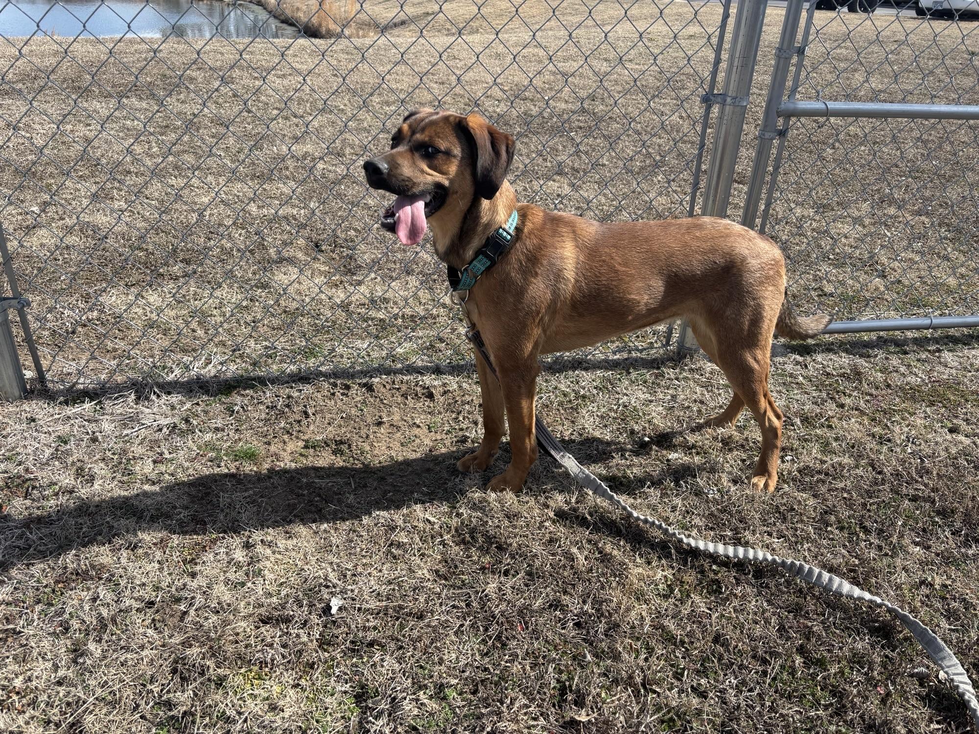 Enlarge Libby, a ADOPTABLE mixed breed in Glenpool, OK image 1/3