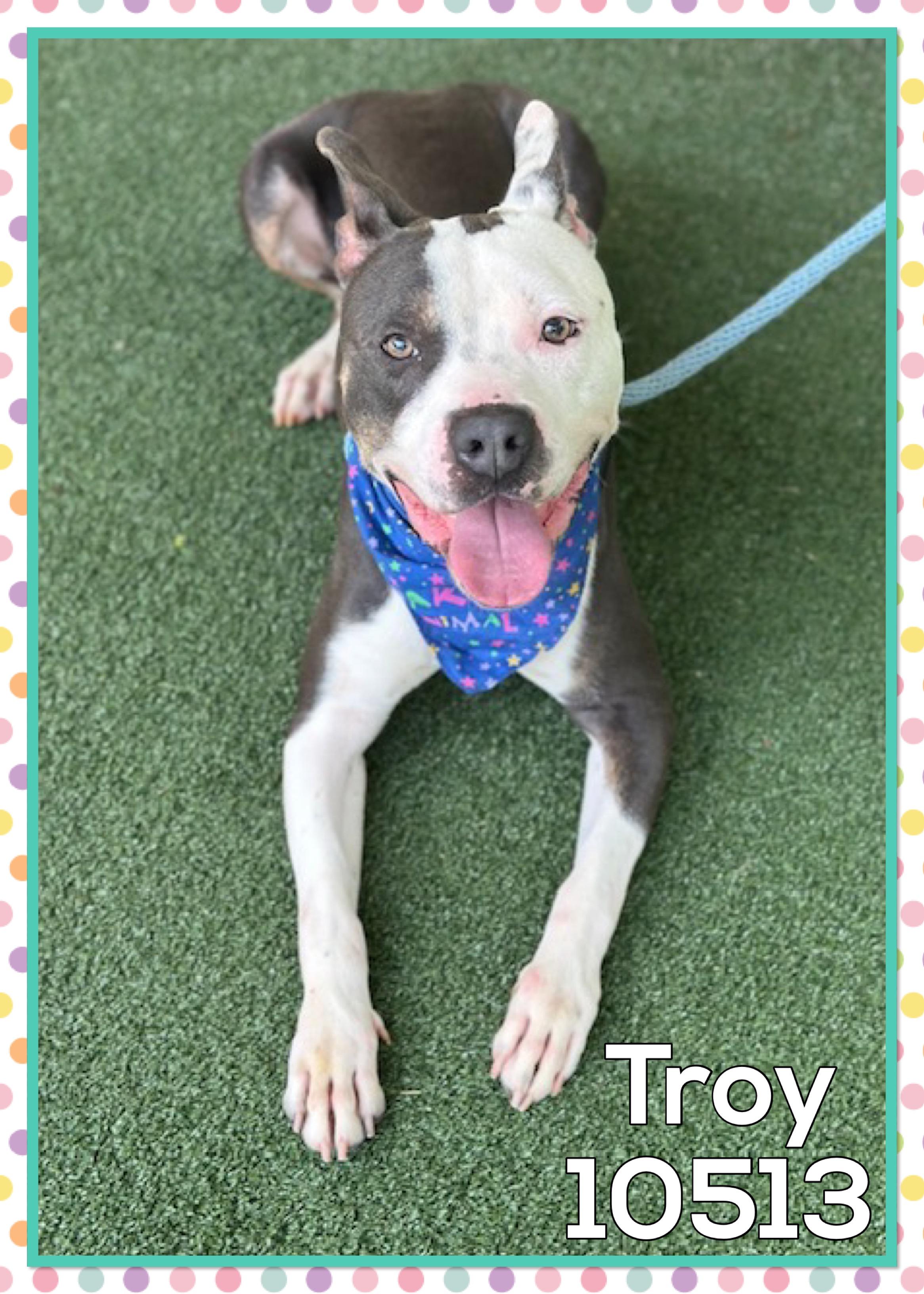 TROY