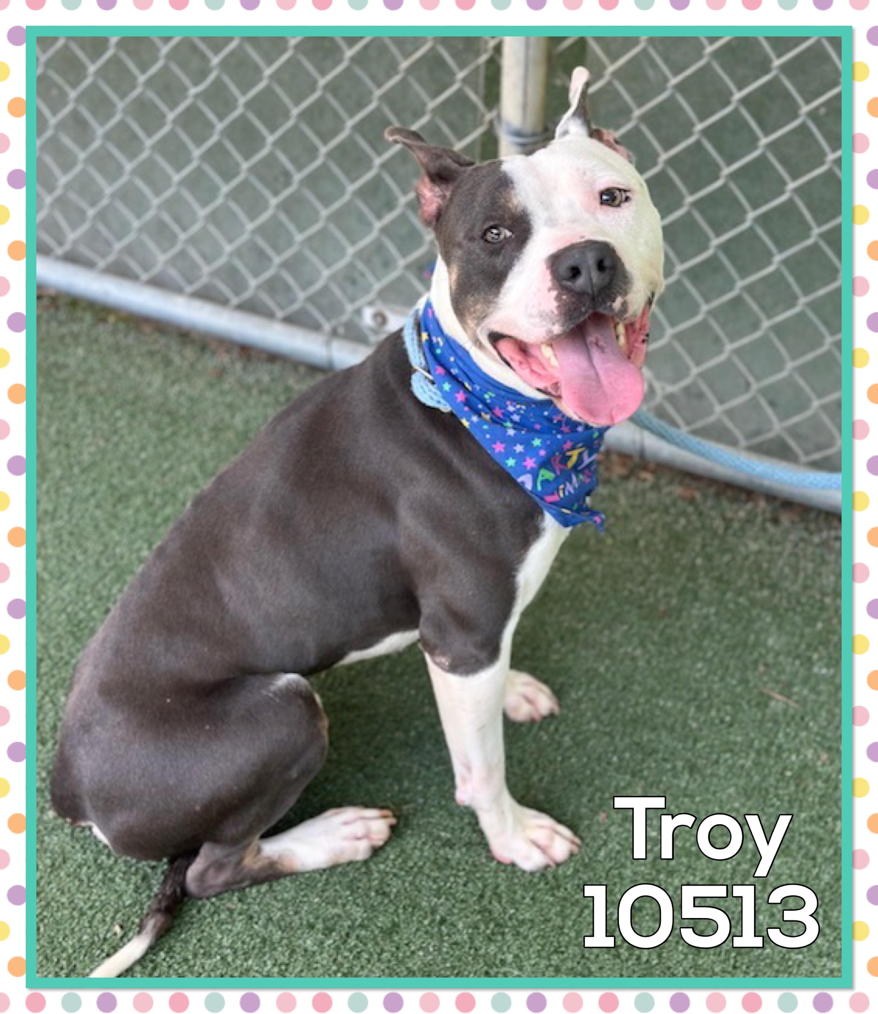TROY