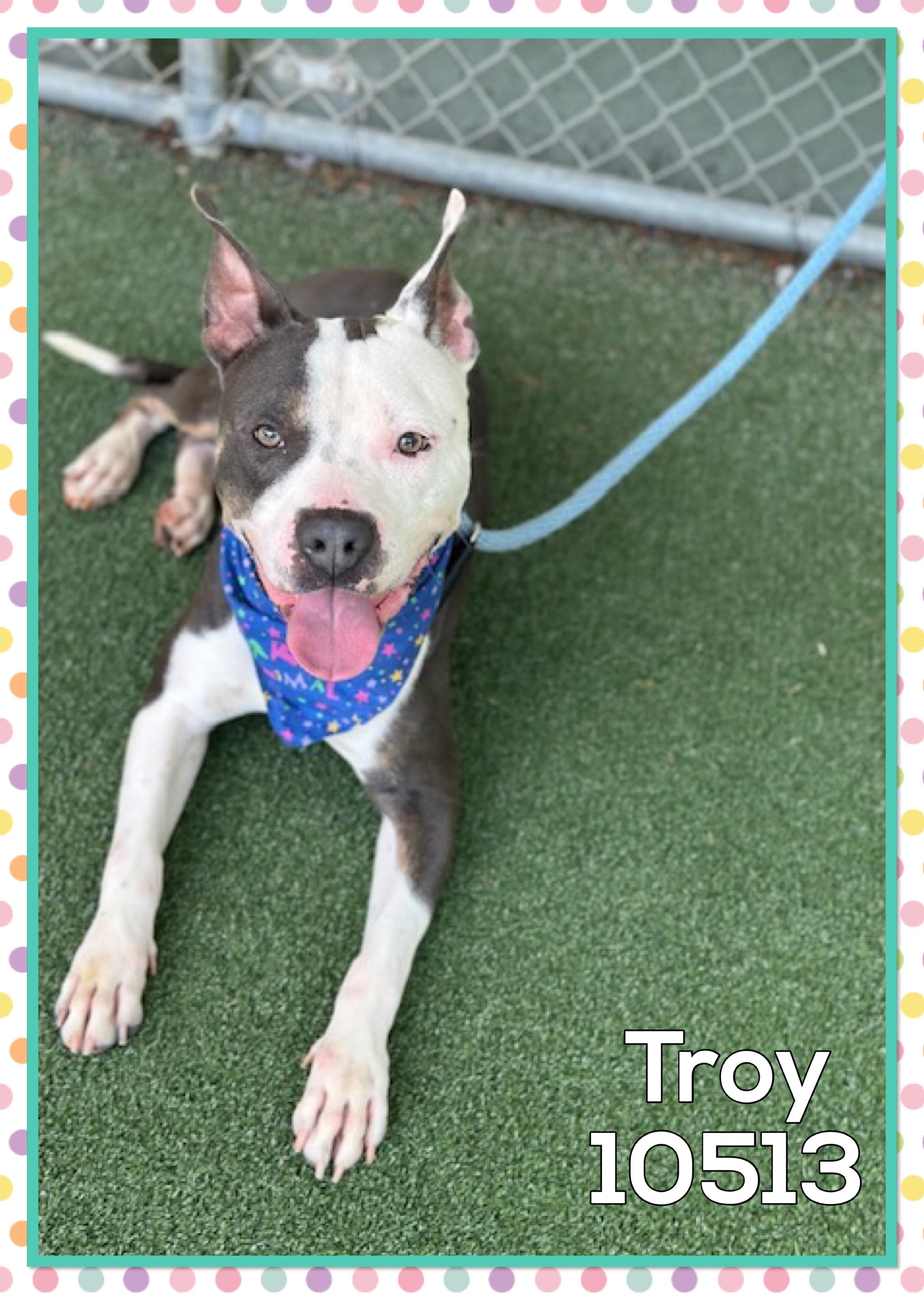 TROY