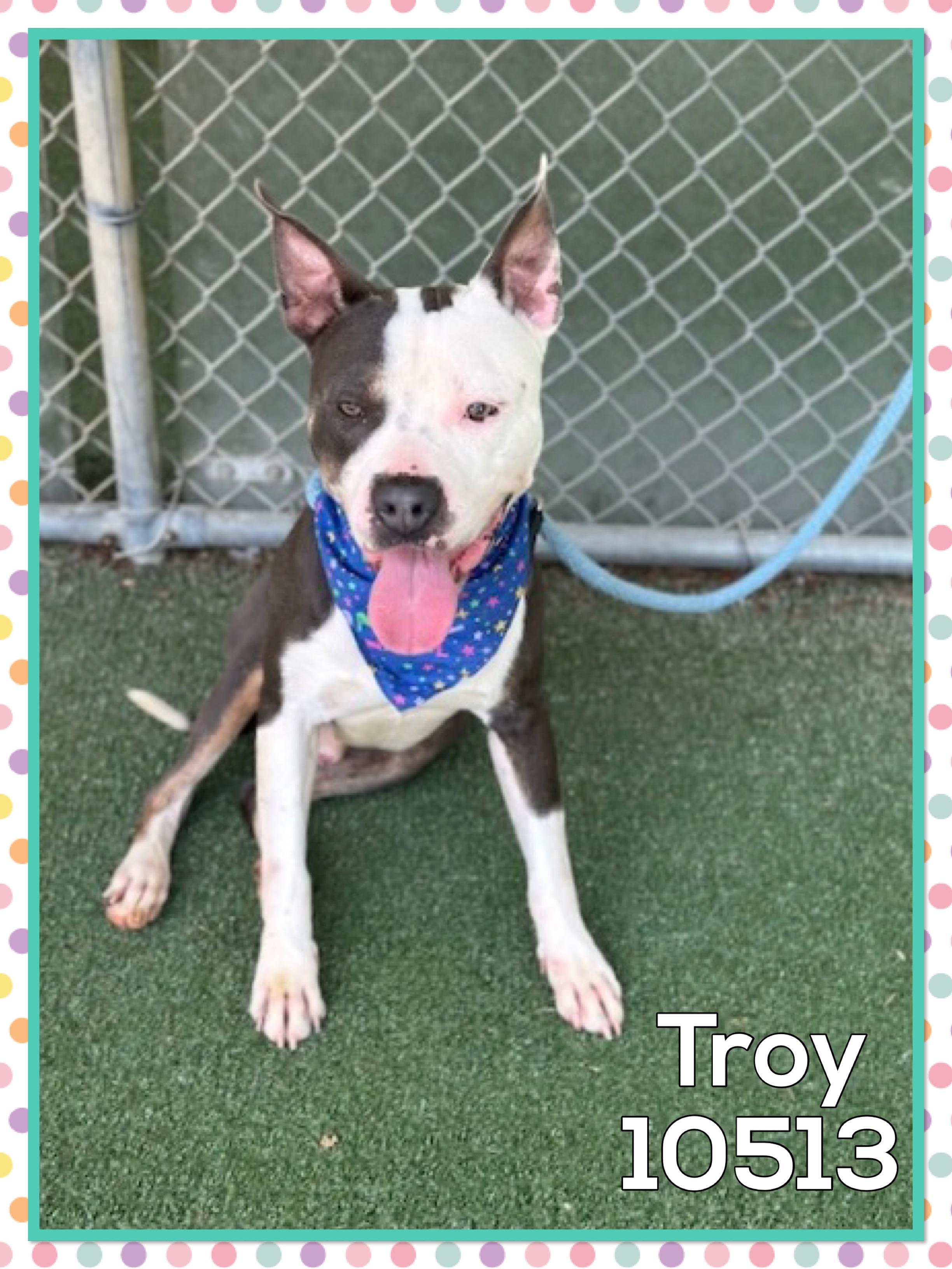 TROY