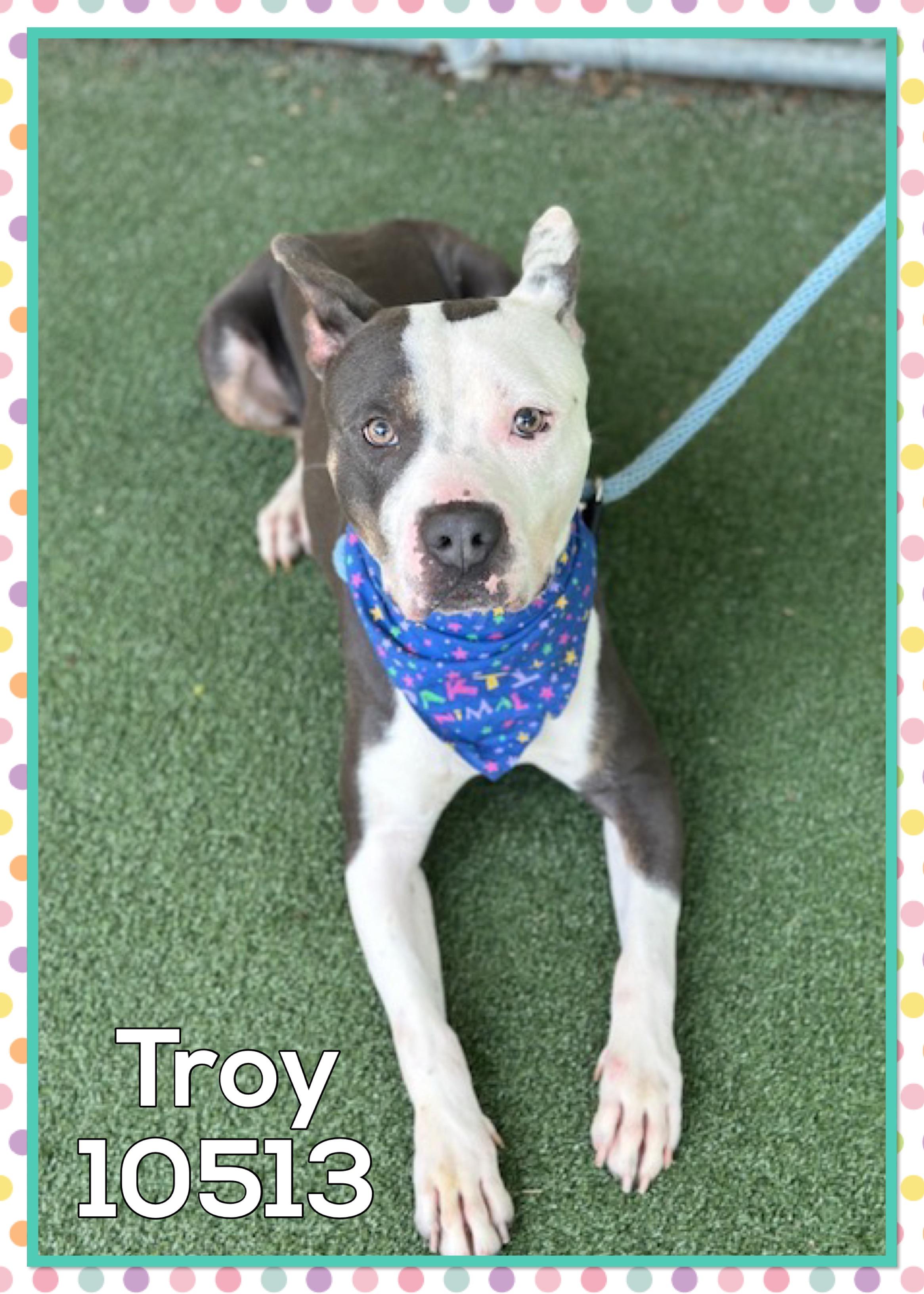 TROY