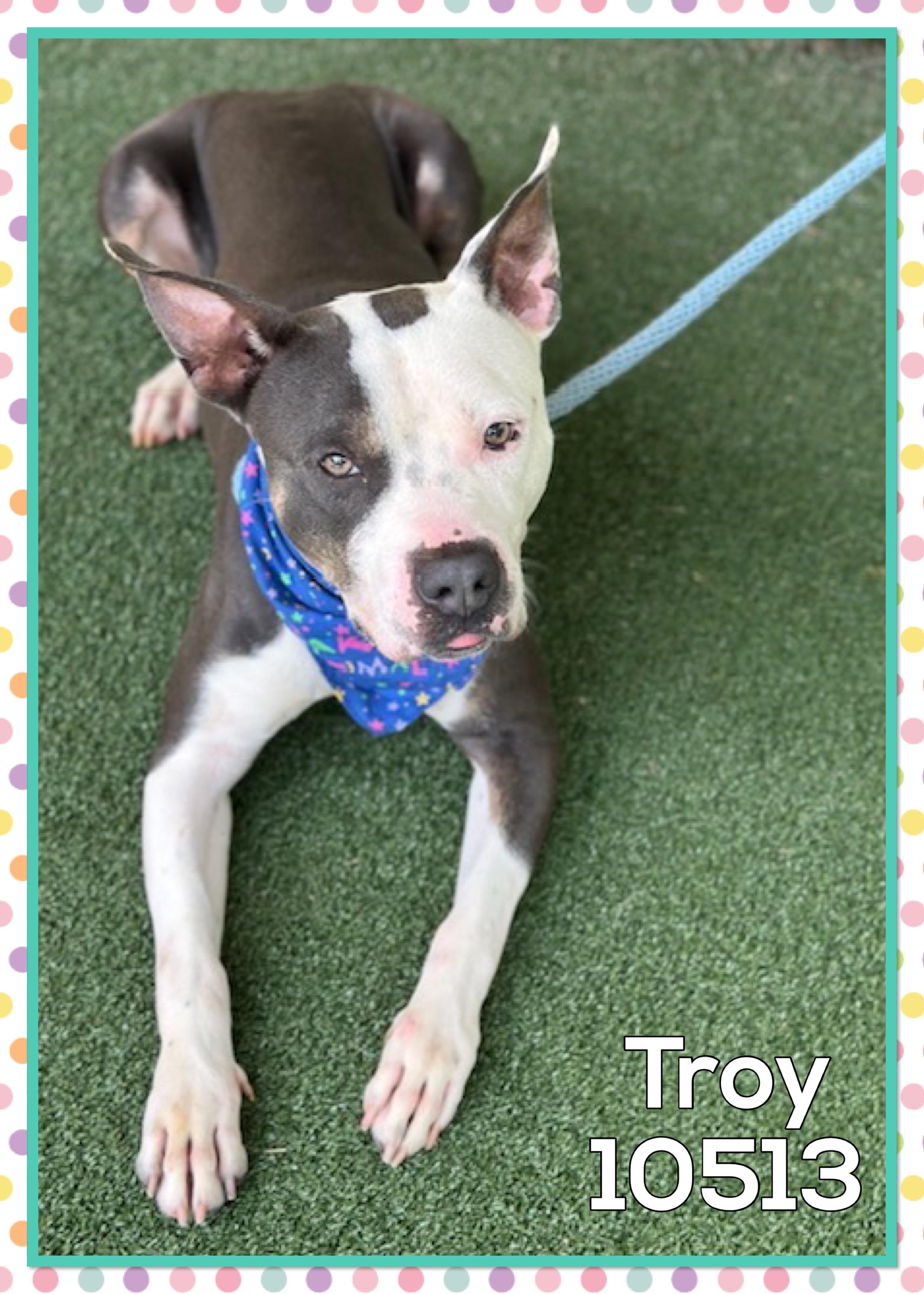 TROY