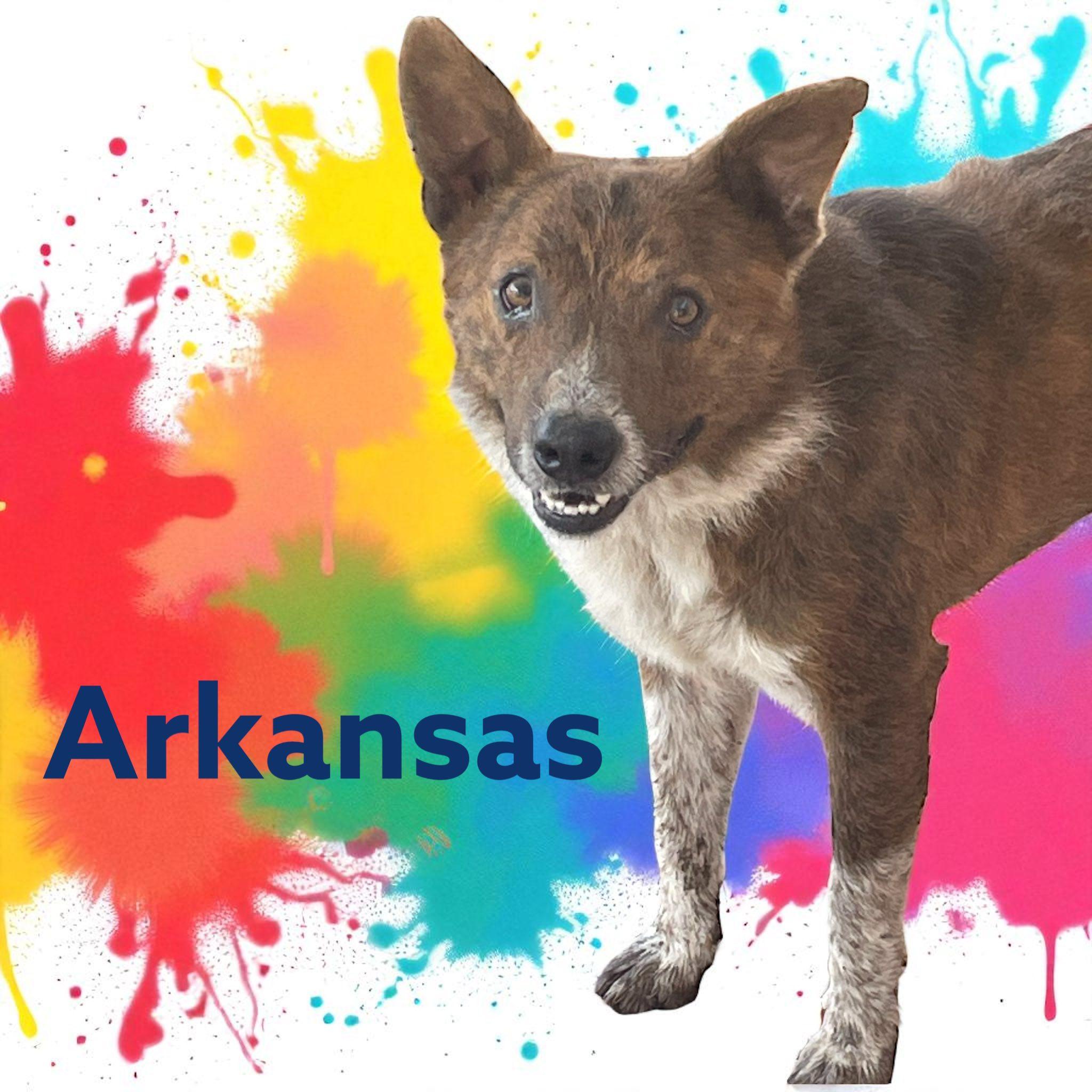 Arkansas, a Adoptable mixed breed in Greeneville, TN image 1/4