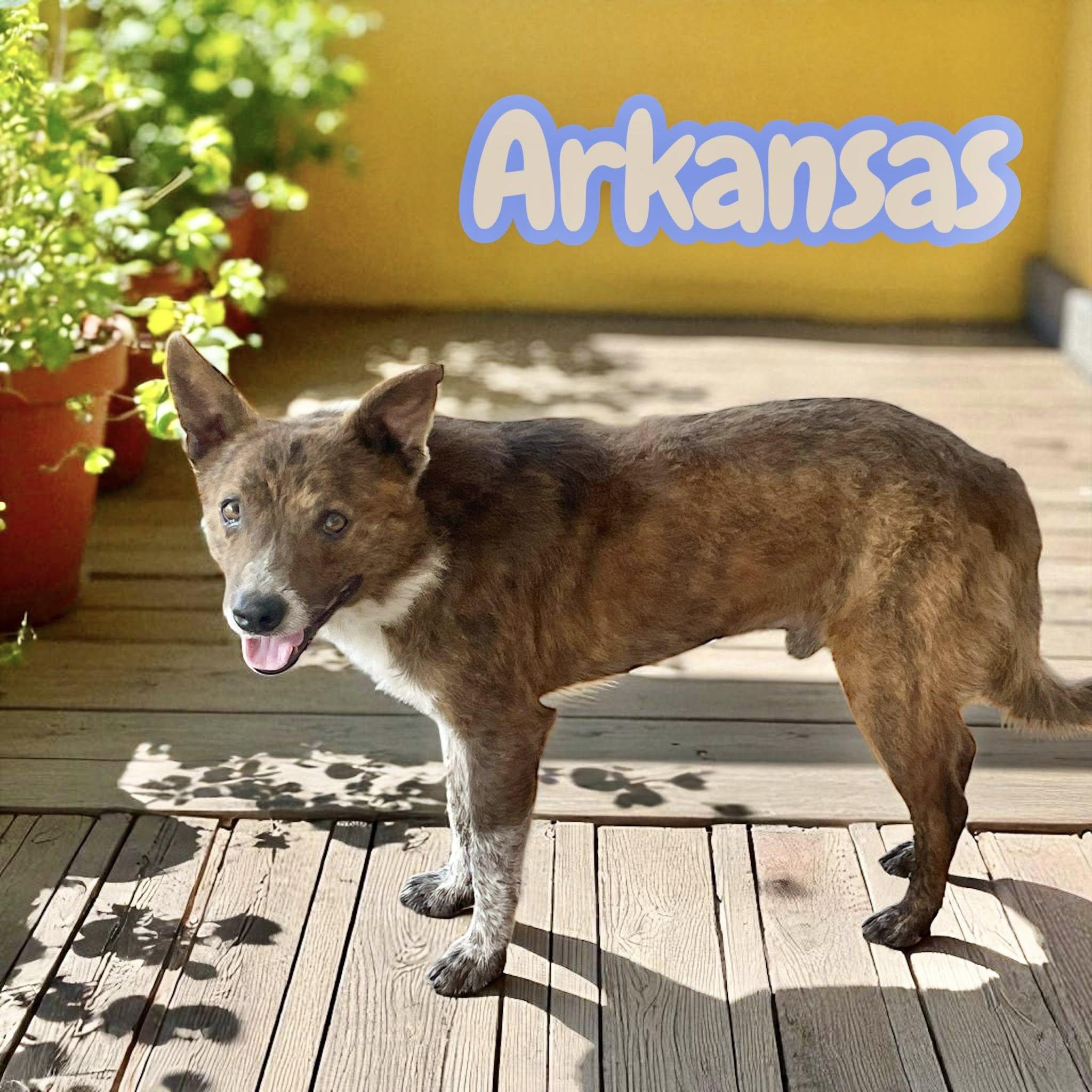 Arkansas, a Adoptable mixed breed in Greeneville, TN image 2/4