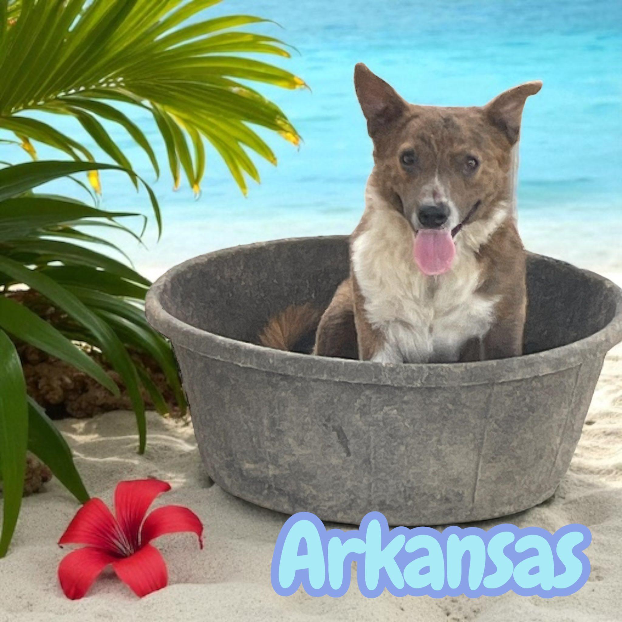 Arkansas, a Adoptable mixed breed in Greeneville, TN image 3/4
