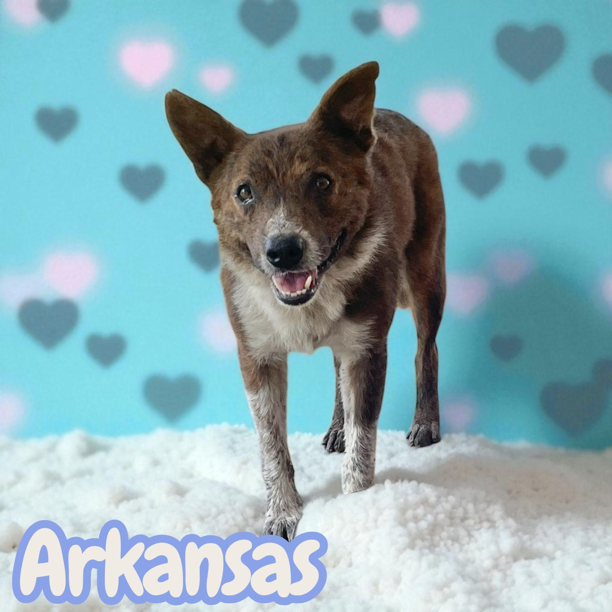Arkansas, a Adoptable mixed breed in Greeneville, TN image 4/4