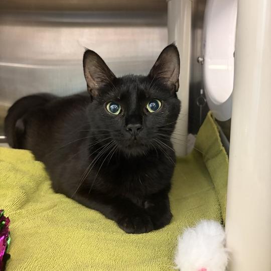 Dakota, Adoptable, Adult Female Domestic Short Hair.