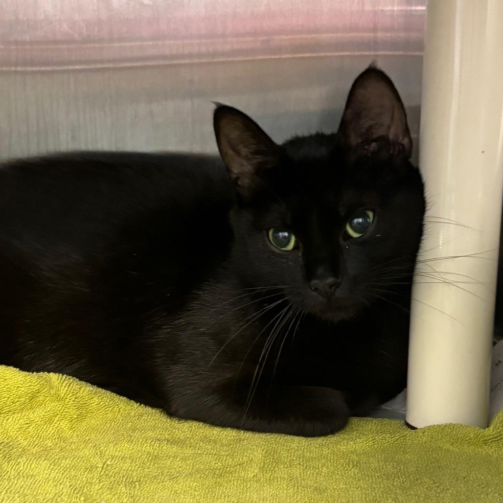 Enlarge Dakota, a Adoptable Domestic Short Hair in Philadelphia, PA image 2/3