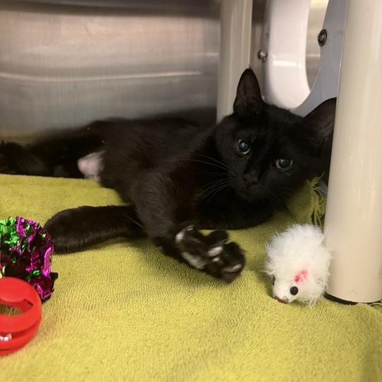 Enlarge Dakota, a Adoptable Domestic Short Hair in Philadelphia, PA image 3/3