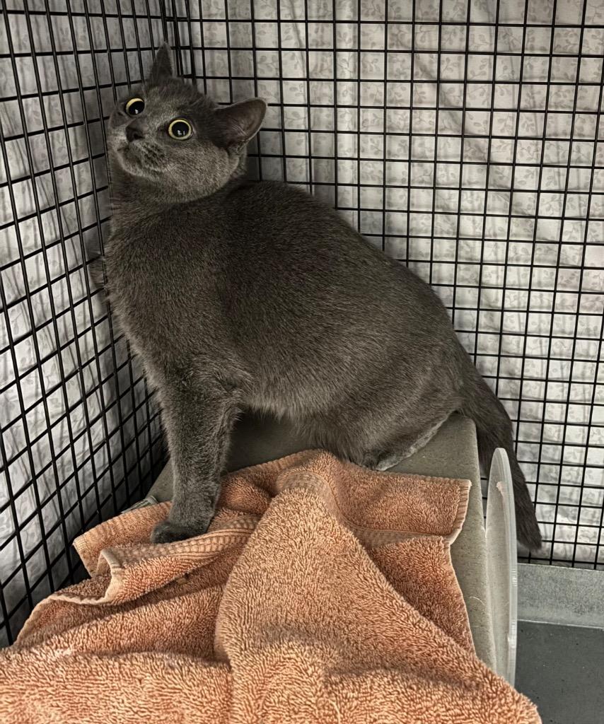 Barn Patricia, Adoptable, Adult Female Domestic Short Hair.