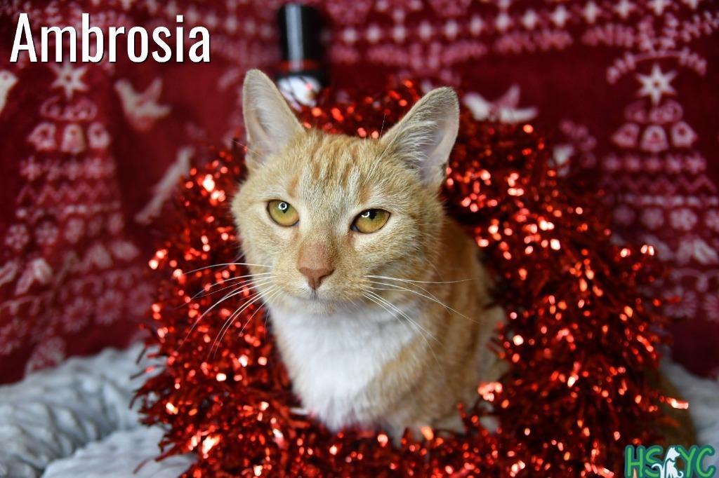 Enlarge Ambrosia, a Adoptable mixed breed in Fort Mill, SC image 1/3