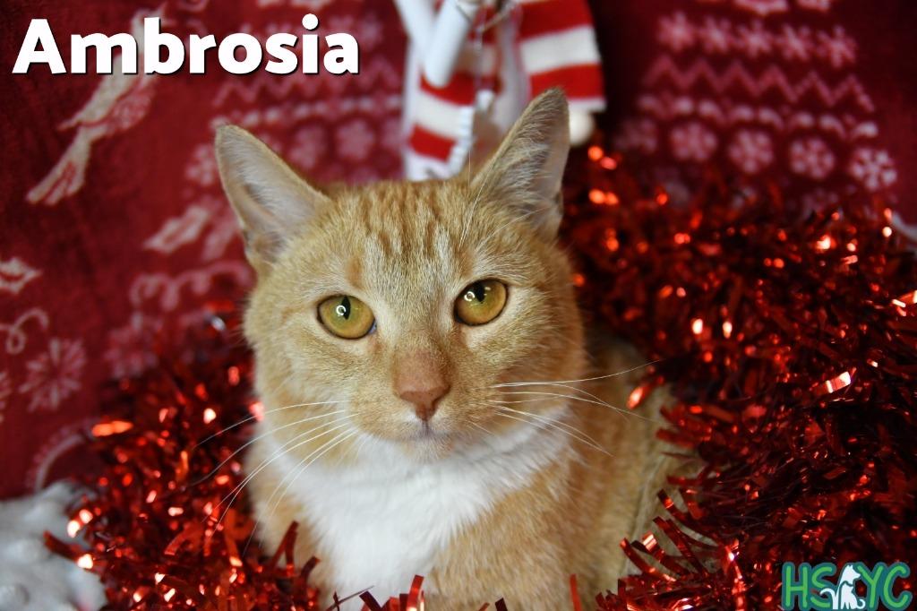 Enlarge Ambrosia, a Adoptable mixed breed in Fort Mill, SC image 2/3